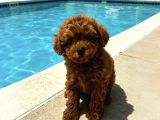 Ev Doğumu Kore Poodle Yavrularımız