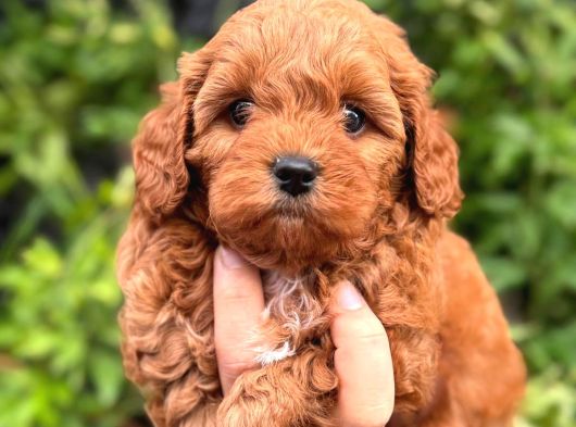 Korea Kan Maltipoo Bebeklerimiz 0 Boy