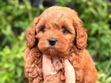 Korea Kan Maltipoo Bebeklerimiz 0 Boy