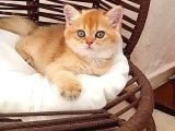Brithis Shorthair Zarafeti̇