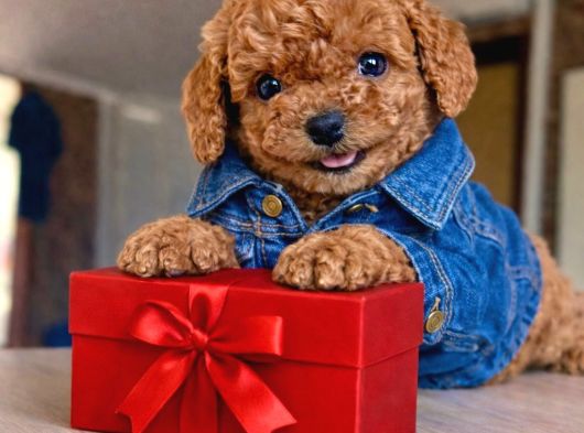 Mağazamızdan Güvenilir Ve Sağlıklı Toypoodle Yavruları görsel