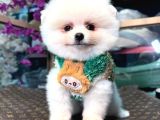 Kartopu Erkek Ve Dişi Pomeranian Boo Yavrular
