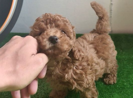 Toy Poodle görsel
