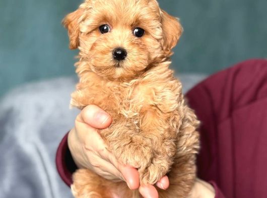 Kahve Tonlu Malti̇poo Ci̇nsi̇ Yavrular görsel
