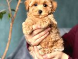 Kahve Tonlu Malti̇poo Ci̇nsi̇ Yavrular