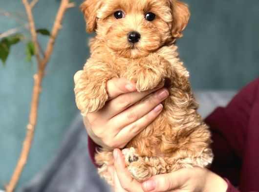 Kahve Tonlu Malti̇poo Ci̇nsi̇ Yavrular görsel