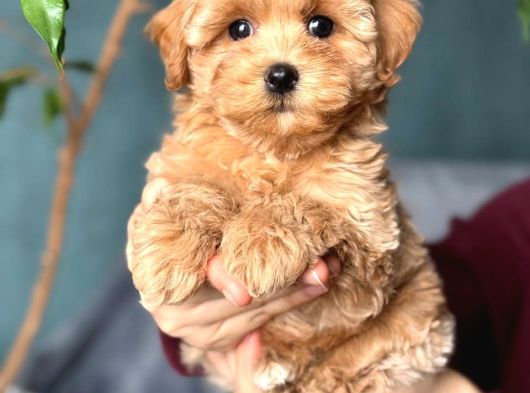 KAHVE TONLU MALTİPOO CİNSİ YAVRULAR
