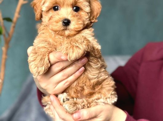 Kahve Tonlu Malti̇poo Ci̇nsi̇ Yavrular görsel