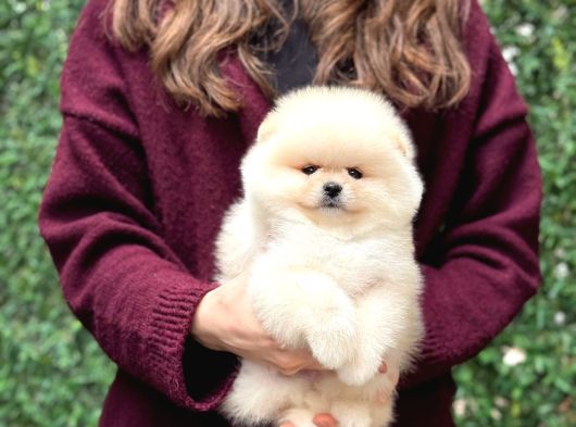 POMERRİAN BOO SEVİMLİ YAVRULAR