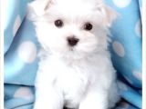 MALTESE TERRİER CİNSİ