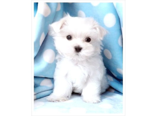 MALTESE TERRİER CİNSİ