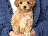Malti̇poo Ci̇nsi̇ Yavrular Ev Üreti̇mi̇