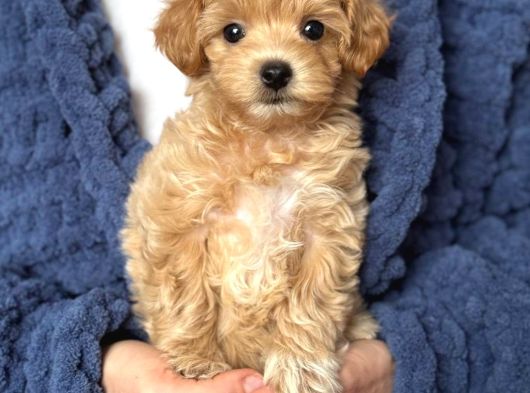 Malti̇poo Ci̇nsi̇ Yavrular Ev Üreti̇mi̇ görsel