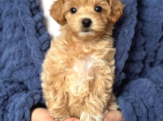 Malti̇poo Ci̇nsi̇ Yavrular Ev Üreti̇mi̇ görsel