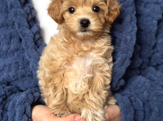 MALTİPOO CİNSİ YAVRULAR EV ÜRETİMİ