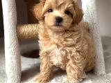 Malti̇poo Ci̇nsi̇ Yavrular Ev Üreti̇mi̇