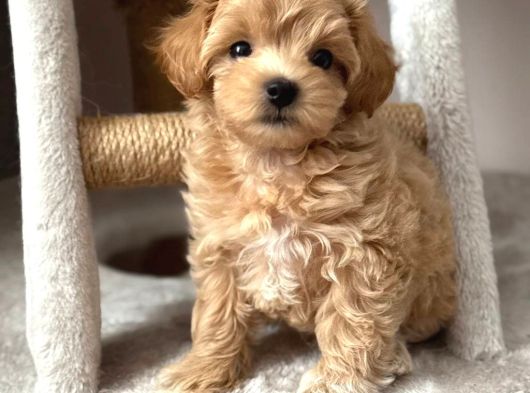 Malti̇poo Ci̇nsi̇ Yavrular Ev Üreti̇mi̇ görsel