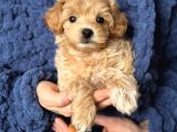 Malti̇poo Ci̇nsi̇ Yavrular Ev Üreti̇mi̇