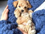 Malti̇poo Ci̇nsi̇ Yavrular Ev Üreti̇mi̇