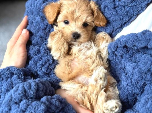 Malti̇poo Ci̇nsi̇ Yavrular Ev Üreti̇mi̇ görsel