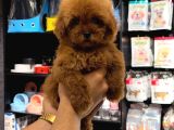 Toy Poodle Sevi̇mli̇ Yavrular Ev Üreti̇mi̇