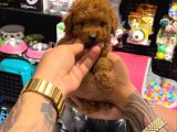 Toy Poodle Sevi̇mli̇ Yavrular Ev Üreti̇mi̇