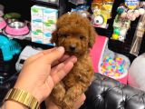 Toy Poodle Sevi̇mli̇ Yavrular Ev Üreti̇mi̇