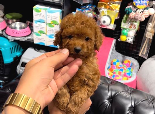 Toy Poodle Sevi̇mli̇ Yavrular Ev Üreti̇mi̇ görsel