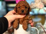TOY POODLE SEVİMLİ YAVRULAR EV ÜRETİMİ