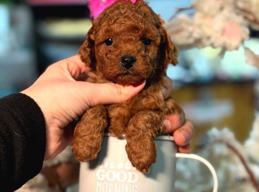 TOY POODLE SEVİMLİ YAVRULAR EV ÜRETİMİ