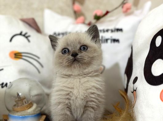 Safkan Blue Point Yavrularımız Yeni Sahibini Arıyor görsel