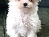 Kore Maltese