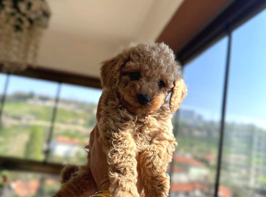 Toy Poodle Yavrularımız Yeni Sahiplerini Arıyor görsel