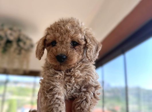 Toy Poodle Yavrularımız Yeni Sahiplerini Arıyor görsel