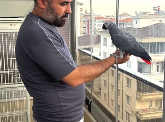 2 Yaşında Kırmız Kuyruk Evcil