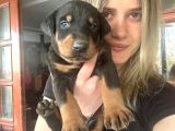 Doberman Yavruları