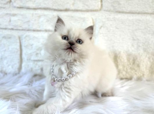 British Longhair Dişi Blue Point 2 Aylık görsel