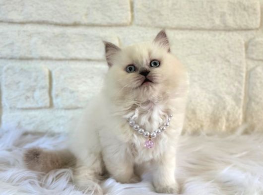 British Longhair Dişi Blue Point 2 Aylık