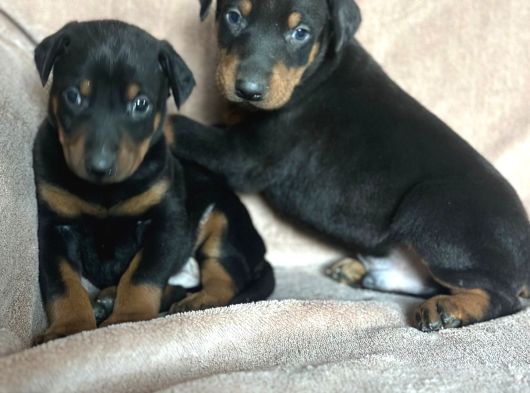 Doberman Yavruları görsel