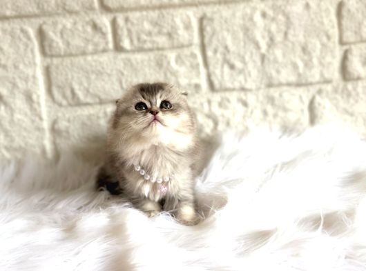 Scottish Fold Silver 2 Aylık Dişi Yavrumuz görsel