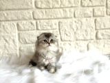 Scottish Fold Silver 2 Aylık Dişi Yavrumuz