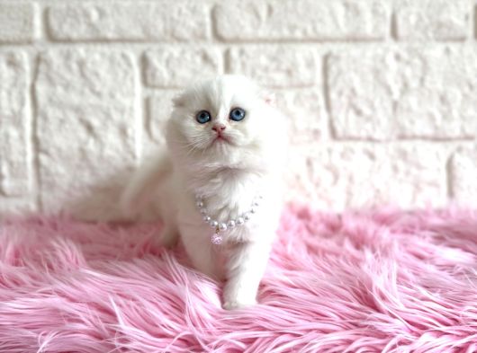 Scottish Fold Beyaz Dişi 2 Aylık Yavrumuz görsel