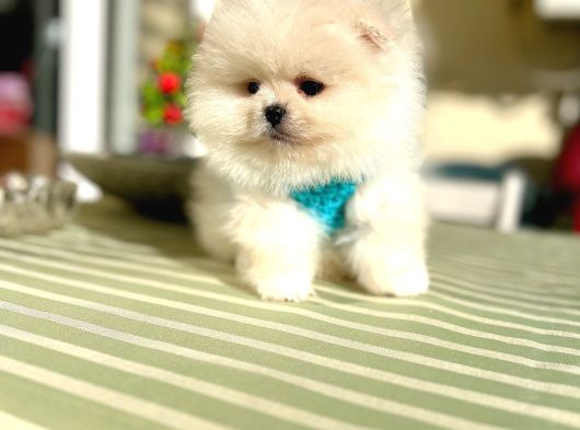 2 Erkek Ayıciklar Pomeranian Boo görsel