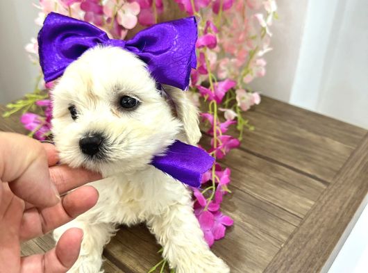 Güzellik Abidelerimiz Yeni Sahibini Arıyor görsel