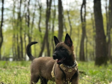 Belgian Malinois Yavrusu 2 Aylık