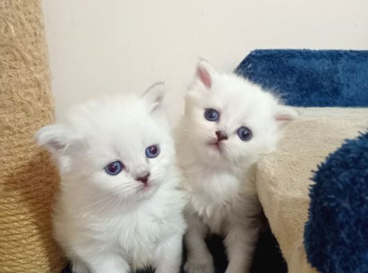 British shorthair ve british longhair