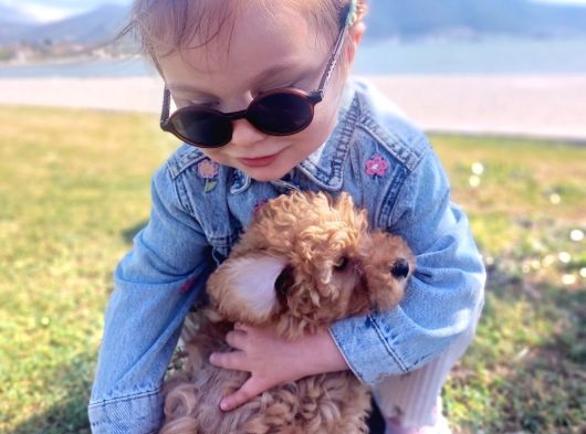 2 Aylık Secereli Baby Face Toy Poodle Yavruları görsel