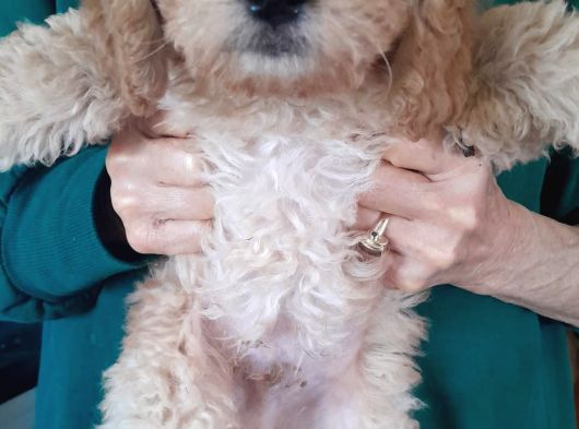 2 Aylık Secereli Baby Face Toy Poodle Yavruları görsel