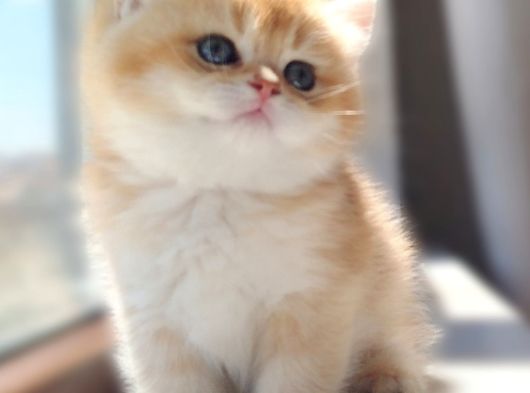 Bear Face Orange Golden Ve Pi̇nk Golden görsel