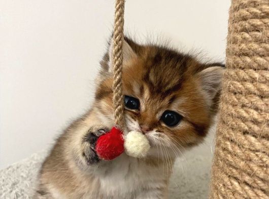 Safkan Golden British Shorthair Yavru Kedimiz görsel